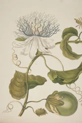 Detail of Plate XXI from Metamorphosis Insectorum Surinamensium by Maria Sibylla Merian, 1705 (detail)